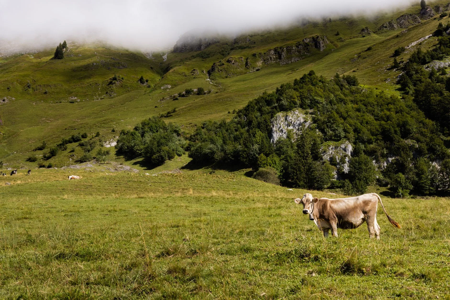 Pourquoi la Savoie est une terre de fromages